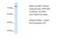 Anti-AOC1 Rabbit Polyclonal Antibody