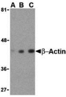 Anti-ACTB Rabbit Polyclonal Antibody