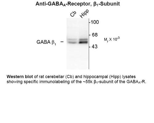 GABAA Receptor Antibody