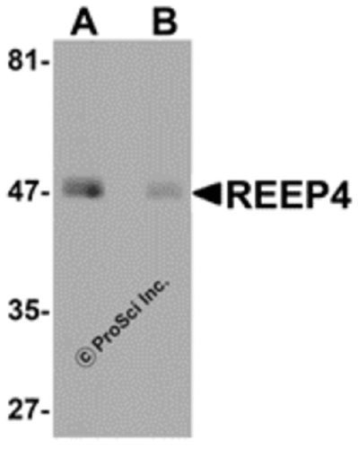 REEP4 antibody