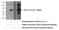 Anti-JMJD4 Rabbit Polyclonal Antibody