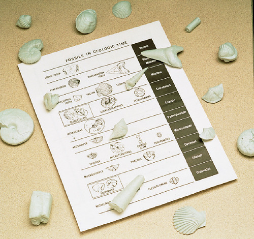 Basic Fossil Kit