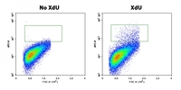 Bucculite™ Flow Cytometric XdU Cell Proliferation Assay Kit