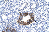 Anti-MXI1 Rabbit Polyclonal Antibody