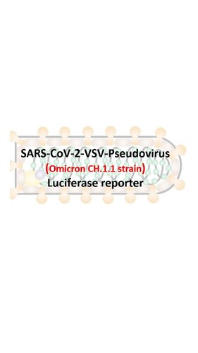 VSV-Pseudovirus_SARS-COV-2 Omicron CH.1.1 Luciferase