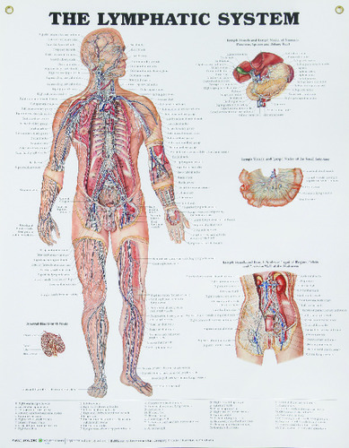 CHART - THE LYMPHATIC SYSTEM