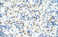 Anti-DAZAP1 Rabbit Polyclonal Antibody
