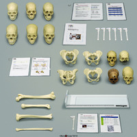 Forensic Anthropology K-12 Set