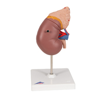 3B Scientific® Kidney With Adrenal Gland