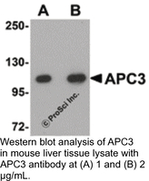 Anti-APC3 Rabbit Polyclonal Antibody
