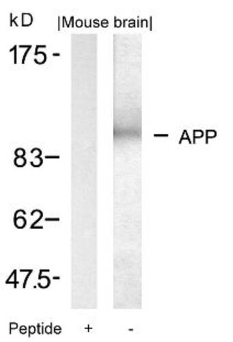 APP (Ab 668) Antibody