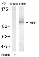 Anti-APP Rabbit Polyclonal Antibody