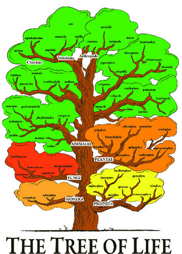 CHART TREE OF LIFE