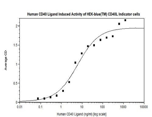 Human Recombinant CD40-Ligand (from <i>E. coli</i>)