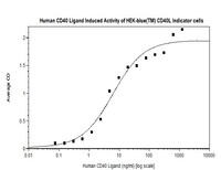 Human Recombinant CD40-Ligand (from E. coli)