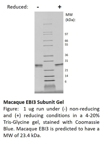 Macaque Recombinant EBI3 subunit (IL-27/IL-35) (from <i>E. coli</i>)