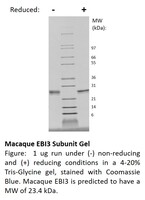Macaque Recombinant EBI3 subunit (IL-27/IL-35) (from E. coli)