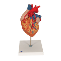 3B Scientific® Heart With Bypass Models