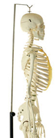 Somso® Advanced Skeletons