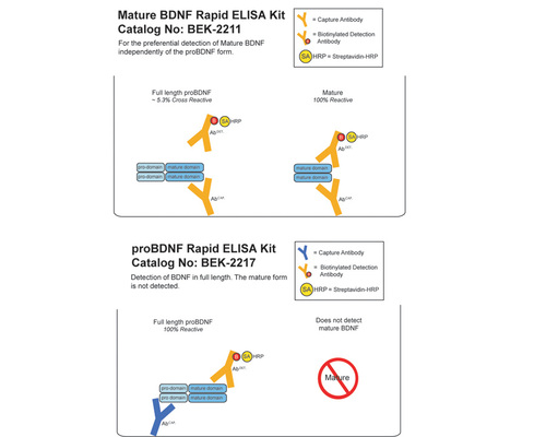 Mature BDNF Rapid ELISA Kit, Biosensis®