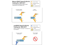 Mature BDNF/proBDNF Combo Rapid ELISA Kit (BEK-2211/2217): Human, Mouse, Rat, Biosensis