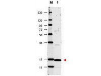 Anti-IL17A Rabbit Polyclonal Antibody