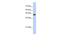 Anti-E2F1 Rabbit Polyclonal Antibody