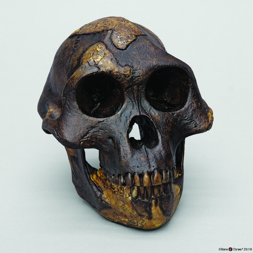 Bone Clones® <i>Australopithecus afarensis</i> Skulls 'Lucy'