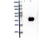 Anti-MAP2K2 Mouse Monoclonal Antibody (HRP) [Clone: 12A6.G1.G11]