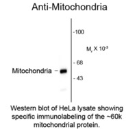 Anti-Mitochondria Mouse Polyclonal Antibody [clone: 113-1]