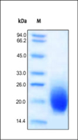 Human Recombinant GMCSF (from HEK293 cells)