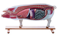 Somso® Pig Model