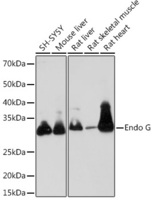 Anti-Endo G Rabbit Monoclonal Antibody [Clone: ARC1308]