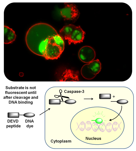 NucView® 488 Caspase-3 Assay Kits, Biotium