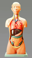 Eisco® Human Torso Model