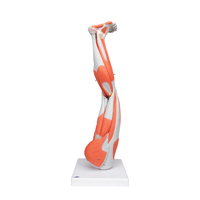 3B Scientific® Leg Musculature Model