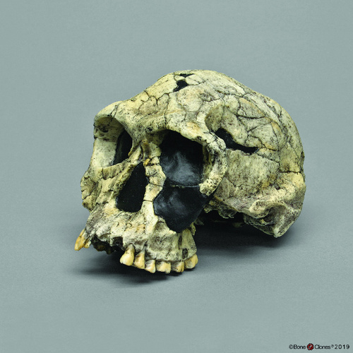 Model Homo Habilis Knm-Er 1813 Cranium