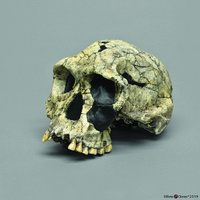 Bone Clones® Homo habilis Skull KNM-ER 1813