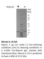 Mouse Recombinant IL-16 (from E. coli)