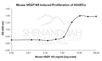Mouse Recombinant VEGF-165 (from E. coli)
