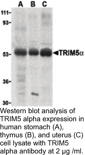 Antibody TRIM5 ALPHA 0.1MG