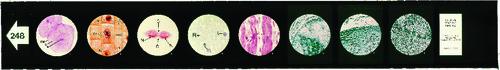 Cell Nucleus Microslide