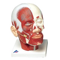 3B Scientific® Head And Neck Musculature Models