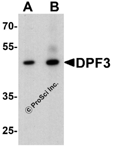 DPF3 antibody
