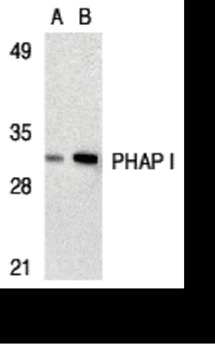 PHAP I antibody