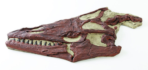 Mosasaurus Sp. (Cret.) Ks Skull Replica Fossil Resin