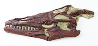 Mosasaurus sp. (Cretaceous)