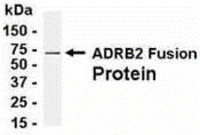 Anti-ADRB2 Chicken Polyclonal Antibody