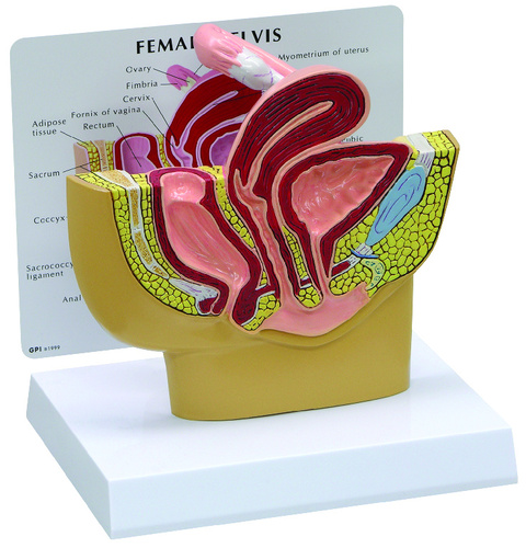 GPI Anatomicals® Basic Pelvic Models