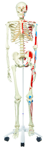 3B Scientific® Painted Skeleton